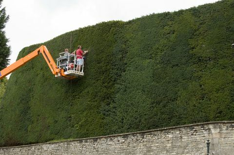 Tanaman pagar yew tertinggi di Inggris diberi hiasan tahunan oleh pria di pemetik ceri. Bathurst Estate di Cotswolds