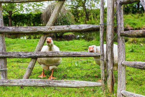 Sebuah pondok terdaftar Grade II yang indah, Froggats Cottage, di Surrey, yang telah tampil di episode baru-baru ini dari Escape to the Country BBC, sekarang di pasaran dengan harga 1,6 juta poundsterling. 