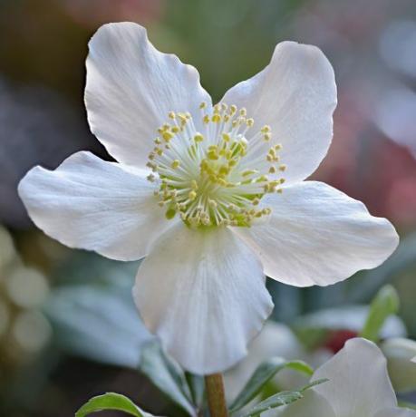 christrosenblüte di nahaufnahme