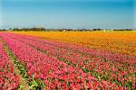 'Silakan Ambil Swafoto Ramah Tulip,' Ucap Badan Pariwisata Belanda