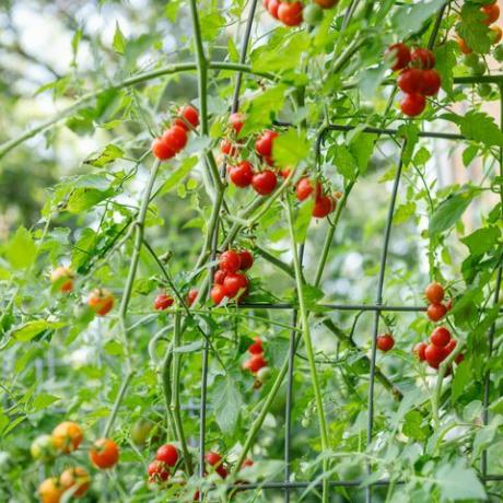 anggur organik merah segar tomat ceri matang yang tumbuh di teralis panel ternak melengkung di halaman belakang halaman rumah pinggiran kota setelah hujan