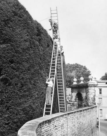 Yew Trimming - Bathurst Estate, Cotswolds