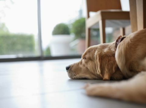 Anjing berbaring di lantai di ruang tamu