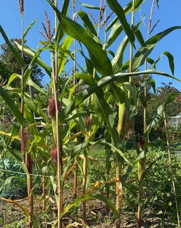 sebidang tanah jatah kebun millenial kiran growal