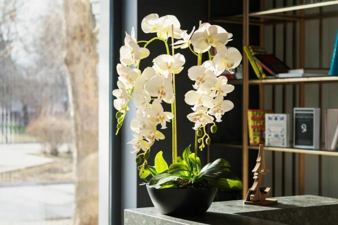 desain interior bergaya dengan bunga anggrek pot putih yang indah dan rak buku di samping jendela