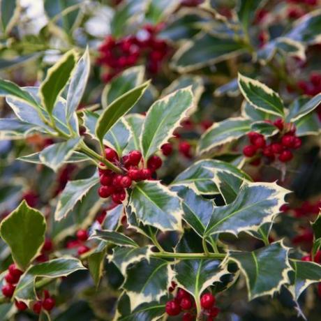 dekorasi taman natal, holly dengan buah ilex aquifolium detail buah merah dari pohon natal khas ini di luar ruangan