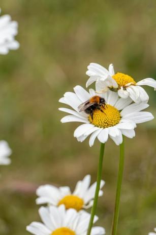 seekor lebah menyerbuki bunga aster putih Inggris di antara padang rumput di southlands, stockton on tees, yorkshire, uk