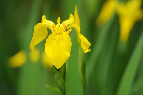 Iris Kuning (Iris pseudacorus)