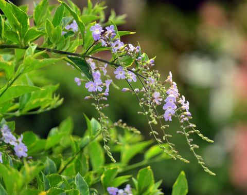 Bunga lilac kecil dalam bentuk air terjun