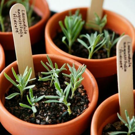 f4t3gp perbanyakan lavender lavandula angustifolia hidcote nampan stek disiapkan