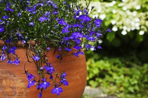 Lobelia biru dalam pot terakota di teras