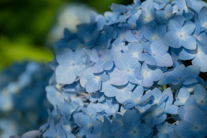 hydrangea biru muda di bawah sinar matahari