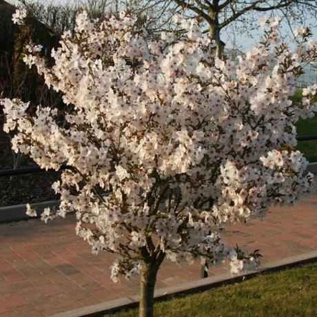 Prunus 'Pengantin'