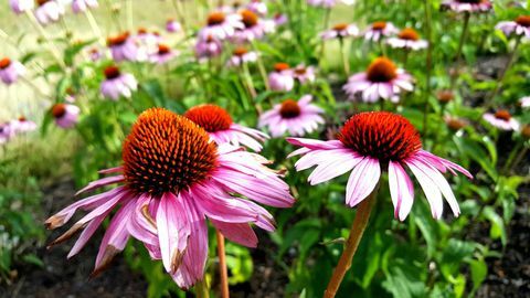 Echinacea di taman