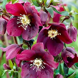 50 pcs Langka Helleborus orientalis 'Onyx Odyssey' Biji Bunga