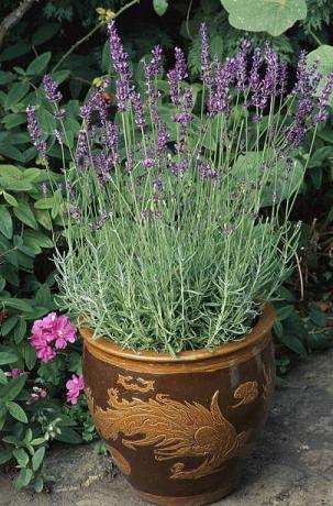 lavender dalam pot