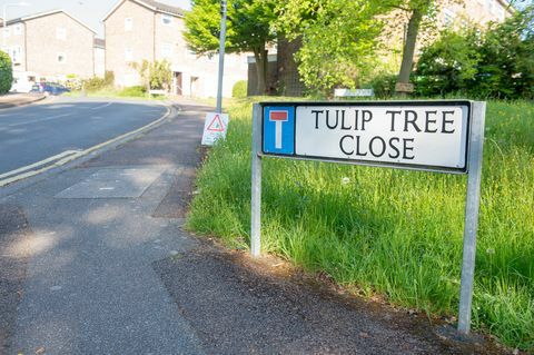 Tutup Tonbridge - Tulip Tree - Royal Mail