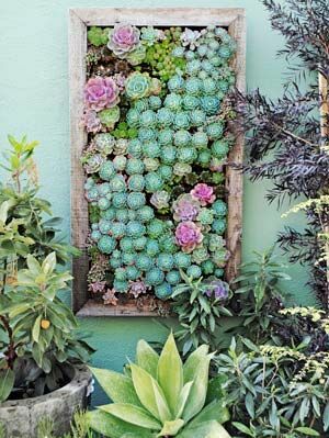 succulents di kebun