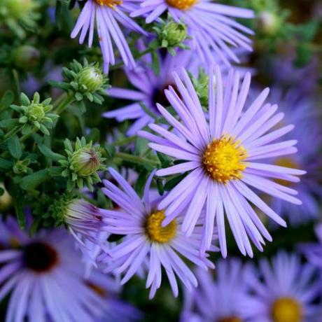 tren taman 2022, close-up bunga aster dari varietas biru yang kuat menunjukkan kelopak lavender dan pusat kuningnya bersama dengan beberapa kuncup di tangkai hijau