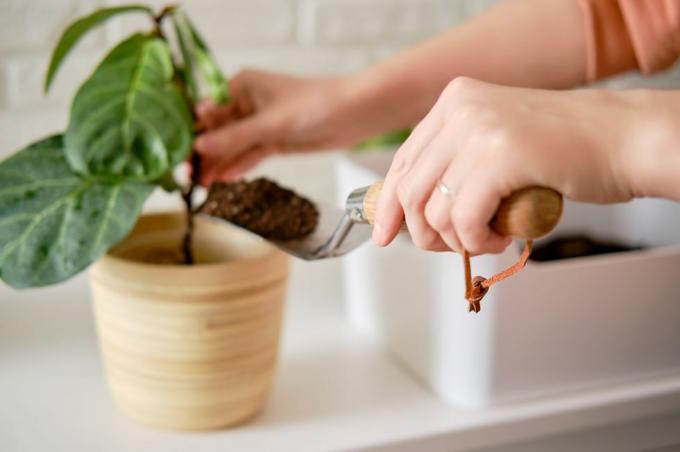 seorang wanita penjual bunga menuangkan tanah untuk menanam tanaman ficus lyrata bambino dalam pot bunga menanam tanaman hias, latar belakang dinding bata putih