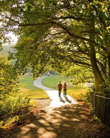 uk london berjalan melalui pepohonan di hampstead heath