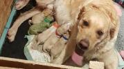 Golden Retriever Melahirkan Anak Anjing Hijau