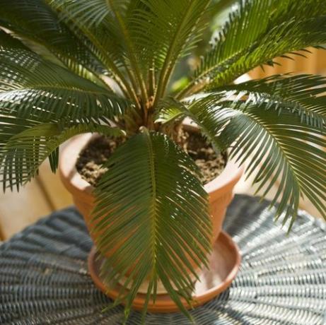 cycas palm