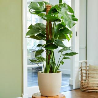 80cm Monstera Deliciosa di Tiang Lumut | Pabrik Keju Swiss | Pot 19 cm | Menurut Teori Tumbuhan