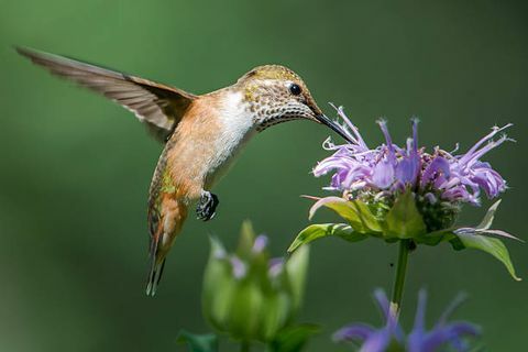 seekor burung kolibri ekor besar yang memakan beberapa bunga monarda