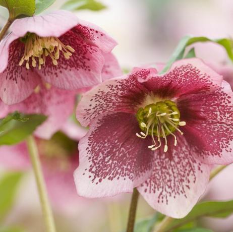 menanam bunga potong hellebore