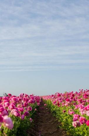 Carlsbad, California