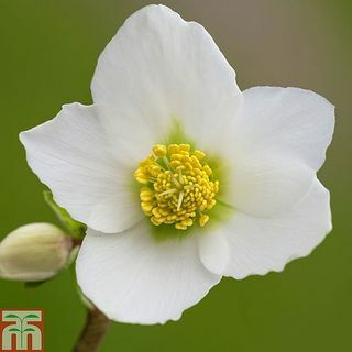 Hellebore Niger Tanaman Akar Telanjang