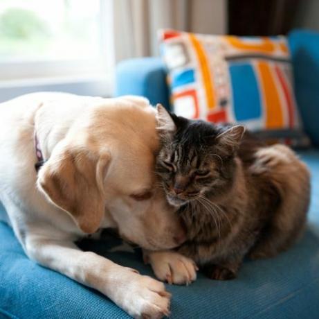 Yellow Labrador retriever dan kucing coon Maine meringkuk bersama di sofa biru