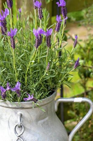 gambar closeup bunga lavender cantik beraroma yang ditanam di churn susu aluminium Prancis