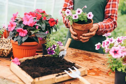 Pria berkebun