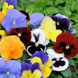 Campuran Pansy 'Paling Beraroma'