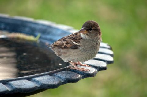 Burung di Birdbath