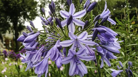 Tampilan Close Up Agapanthus Ungu Mekar Di Luar Rumah