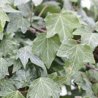 Hedera helix 'Riak Hijau'