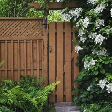 jalan setapak batu paving menuju gerbang pagar kayu dengan pakis pteridophyta di kiri dan memanjat bunga hydrangea petiolaris putih yang tumbuh di samping