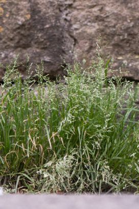 rumput luas yang melimpah di keluarga poaceae berbunga di dinding di pedesaan Inggris