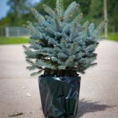 Pohon Natal Segar Mewah - Pot Blue Spruce (Picea pungens glauca) - Untuk Pengiriman Segera