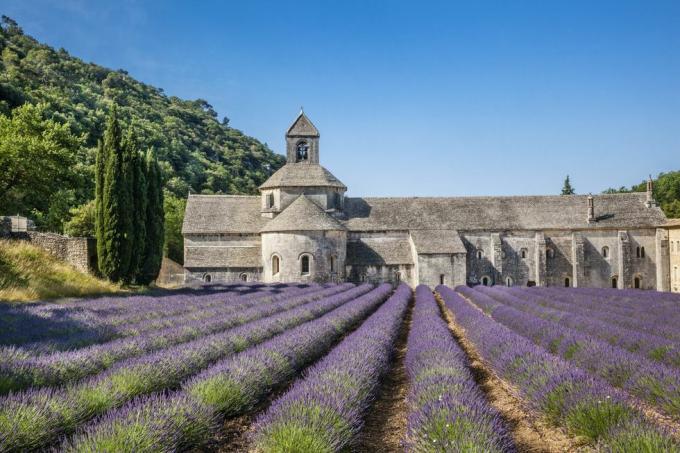 biara sénanque dengan ladang lavender