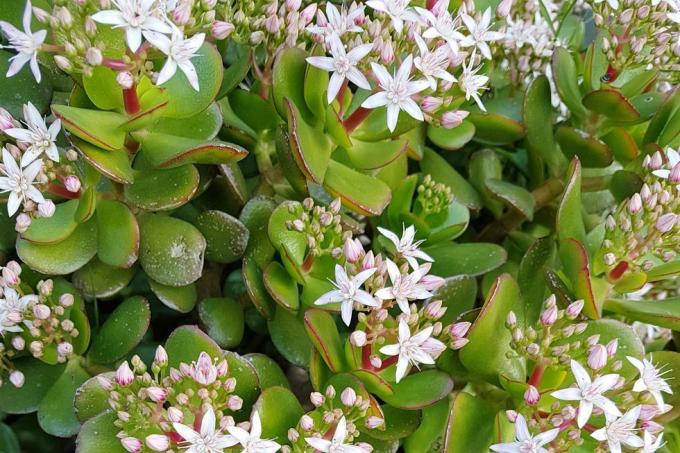 crassula ovata ovata juga dikenal sebagai tanaman giok, tanaman keberuntungan, tanaman uang atau pohon uang