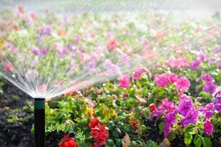 Sprinkler otomatis menyirami hamparan bunga di bawah sinar matahari yang cerah.