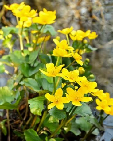 marsh marigold caltha palustris bunga di kolam