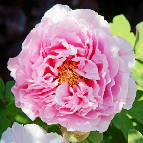 menanam bunga potong peony