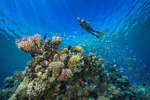 Mesir, Laut Merah, Hurghada, wanita muda yang snorkeling di terumbu karang