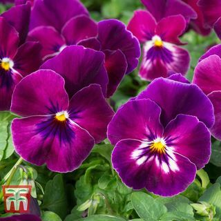 Pansy 'Raspberry Coolwave'