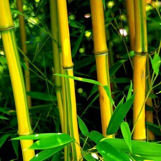 Phyllostachys aureosulcata f. spektabilis